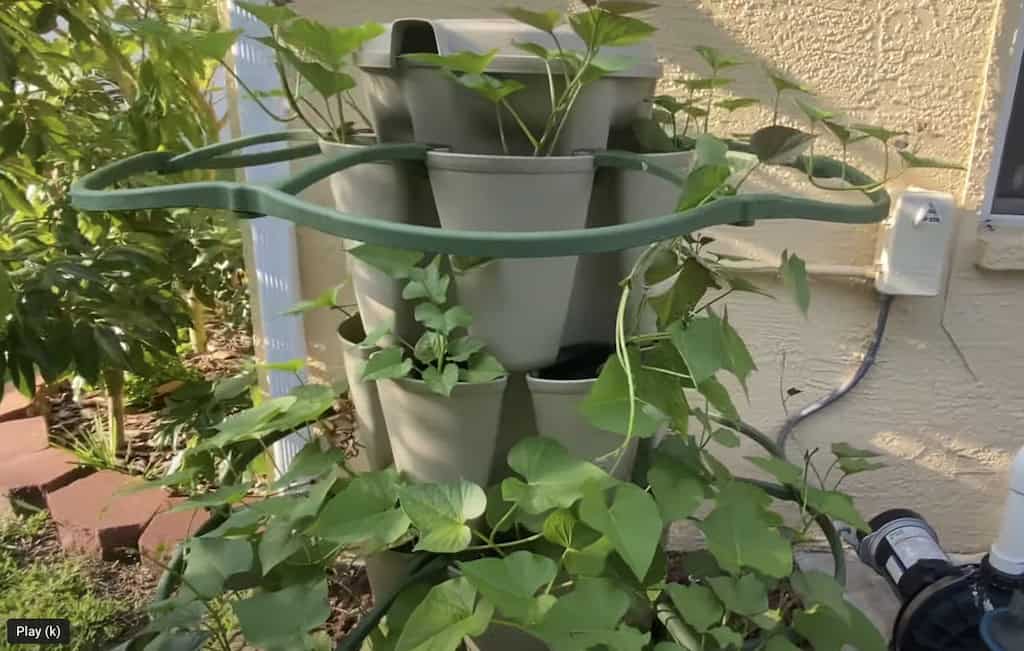 Growing Sweet Potatoes